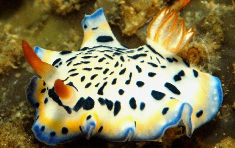 Hypselodoris cf maritima